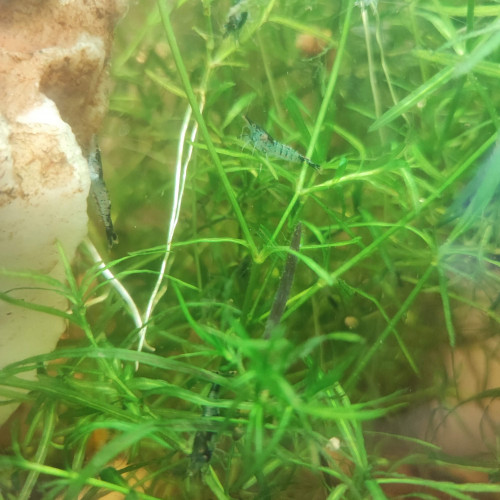 Crevettes Néocaridina