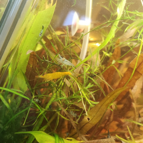 Crevettes Néocaridina