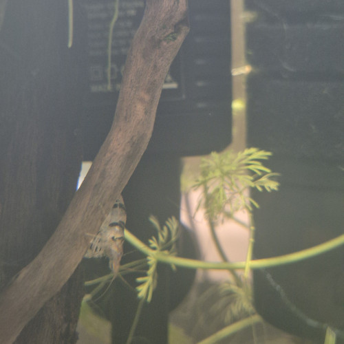 Crevette racoon tiger