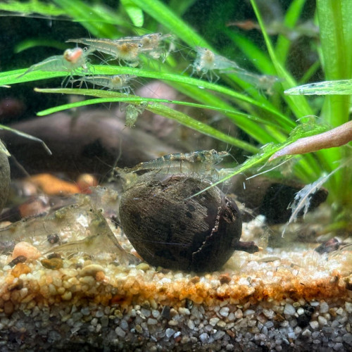 CARIDINA PAREPARENSIS PARVIDENTATA  lot de 10/20