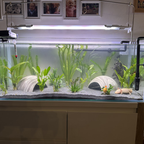 Cherche axolotl mâle mélanique