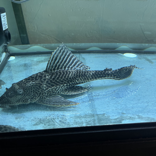 Pleco