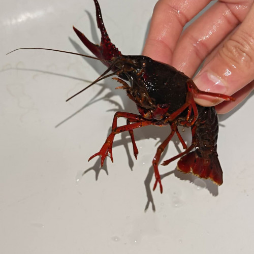 Vend une écrevisse de Louisiane