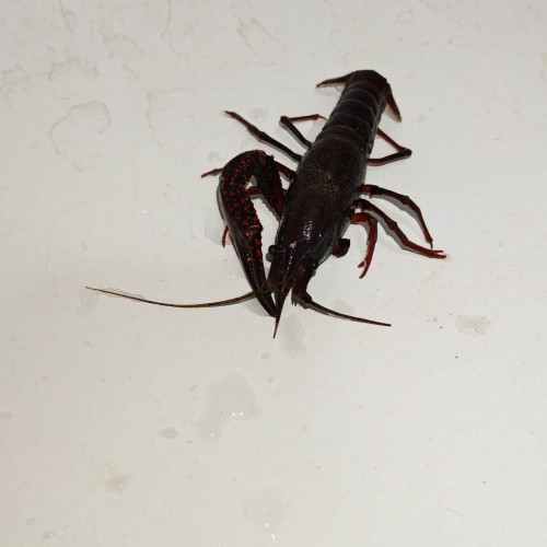 Vend une écrevisse de Louisiane