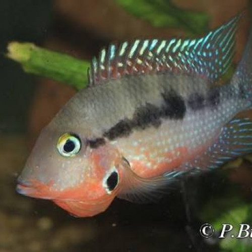 Meeki gorge de feu cichlidé