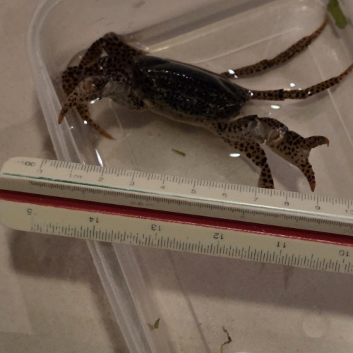 Crabe panthère - crabe aquatique