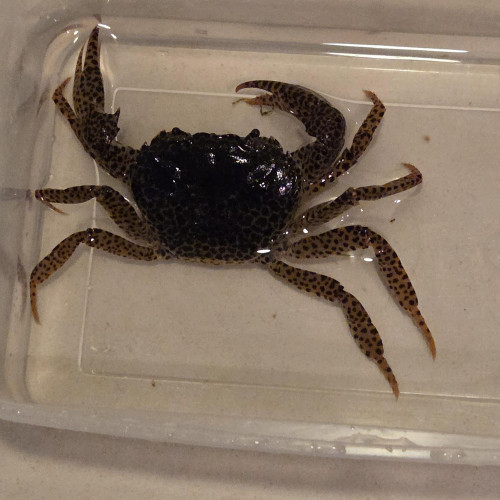 Crabe panthère - crabe aquatique