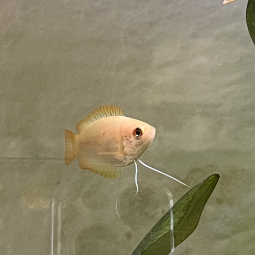 Don femelle gourami miel