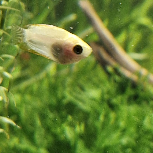 Cherche gouramis miel