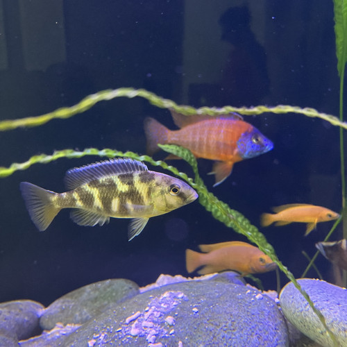 Aulonocara sport red