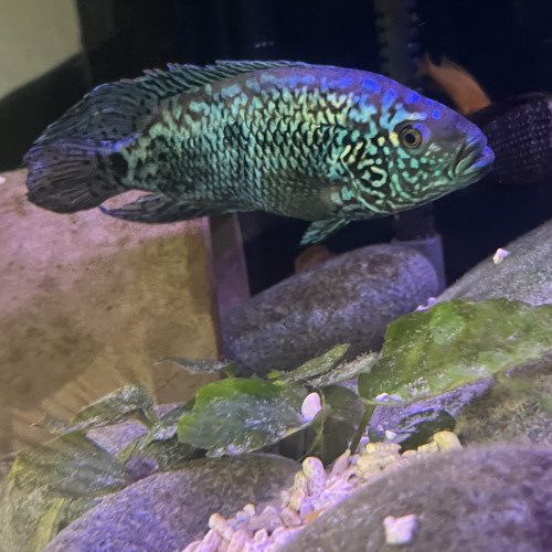 Cichlides américains