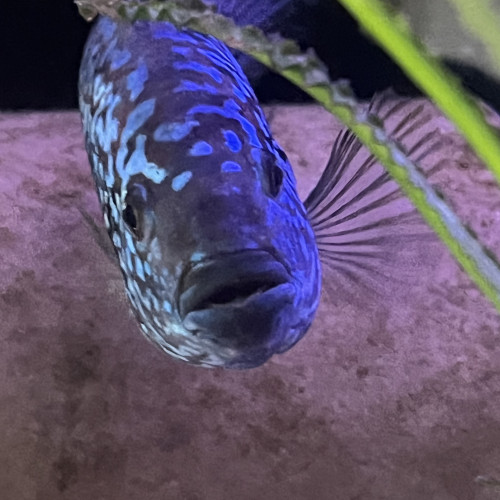 Cichlides américains