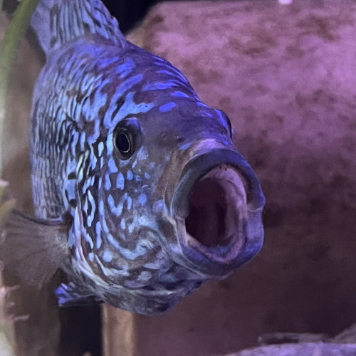 Cichlides américains