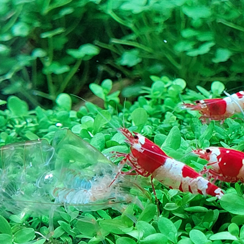 Caridina "Red Crystal" CRS