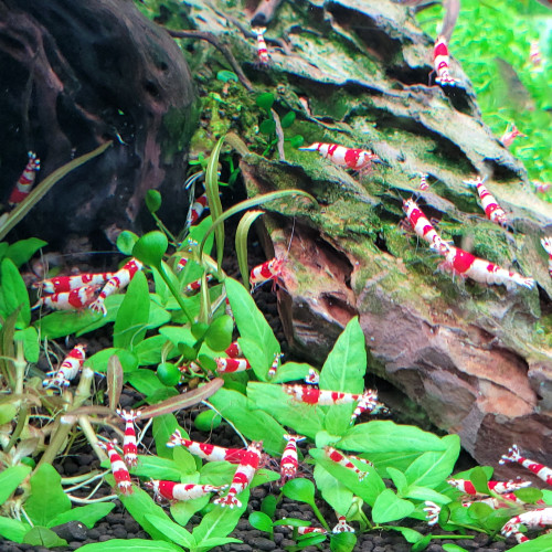 Caridina "Red Crystal" CRS