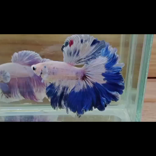 Betta fertail sur commande info et prix en priver