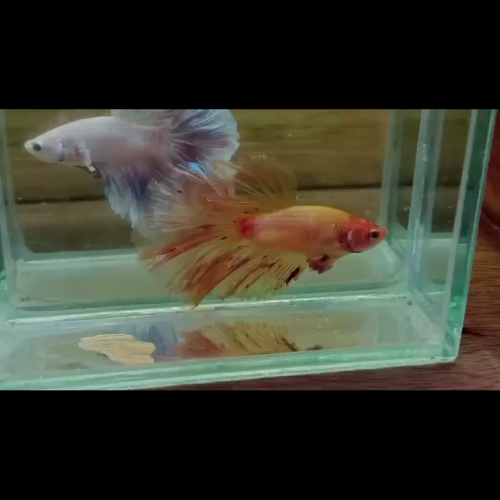 Betta fertail sur commande info et prix en priver