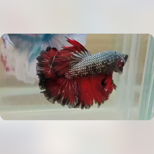 Betta fertail sur commande info et prix en priver