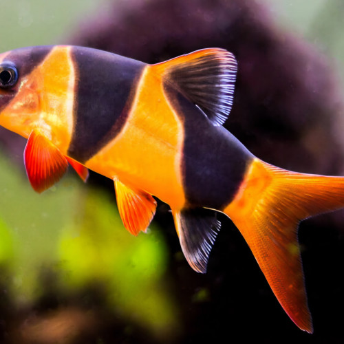 2 Chromobotia macracanthus