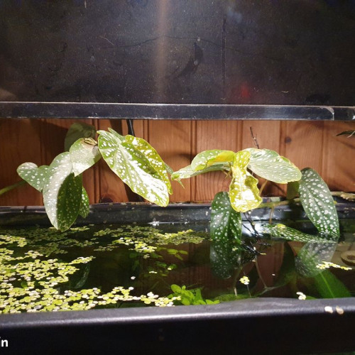 Begonia bambou : plante racine dans l'eau