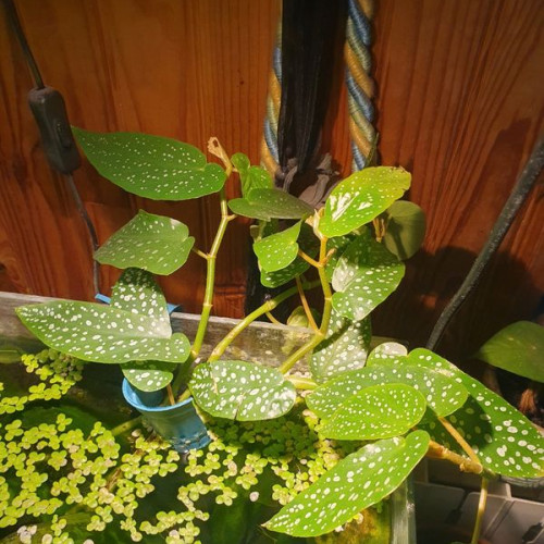 Begonia bambou : plante racine dans l'eau