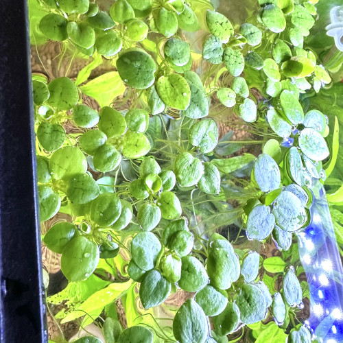 Promotion grenouillettes plantes flottantes