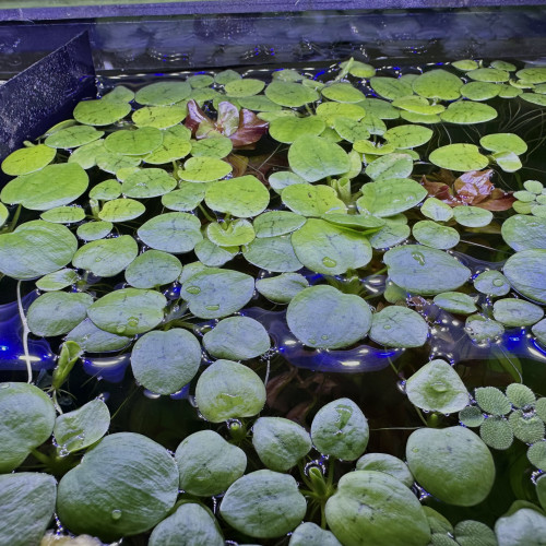 Promotion grenouillettes plantes flottantes