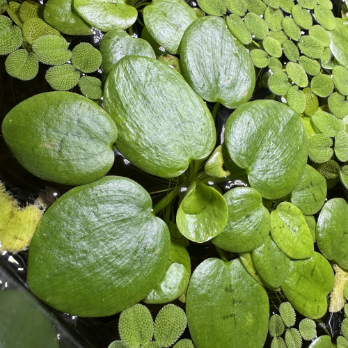 Promotion grenouillettes plantes flottantes