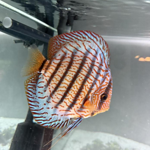 discus