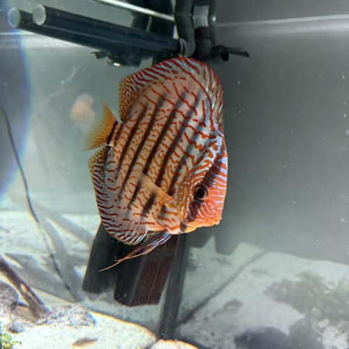 discus