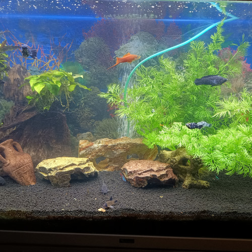 POISSONS TROPICAUX + CREVETTES