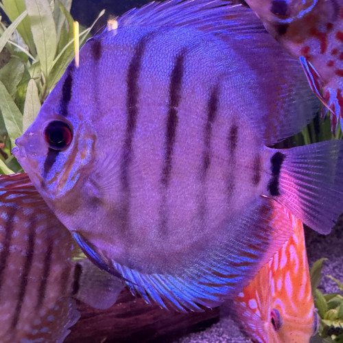 Discus bleuté
