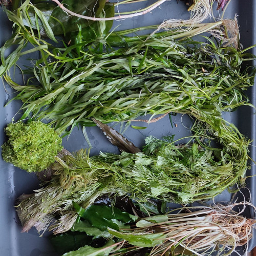 Donne plantes suite élagage