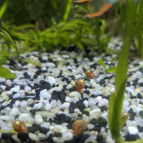 Planorbes orange nacré.