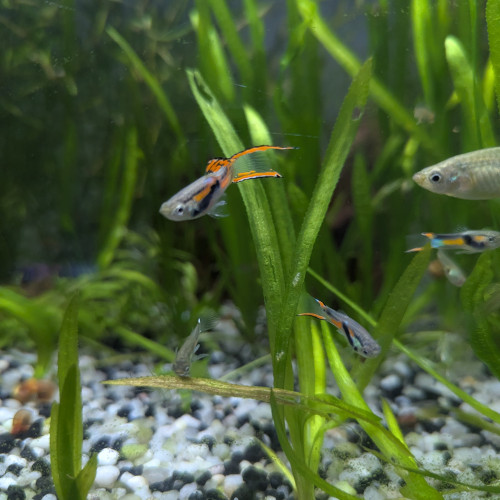 donne Guppys Endler , mâles, femelles