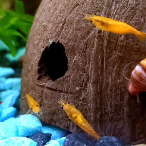 Crevettes Orange Sunkist 5/6 individus restant