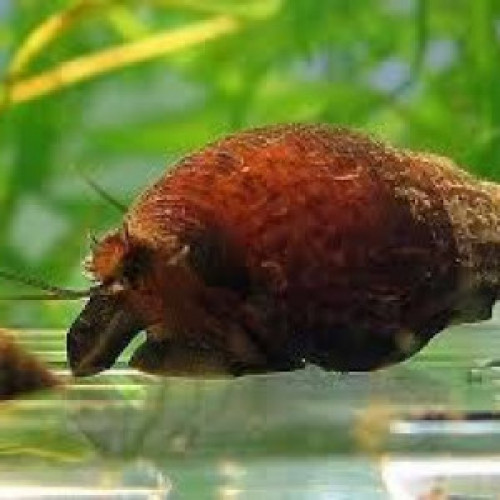 Escargots Tarebia Granifera