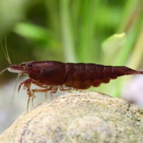 Crevettes Sakura Chocolat