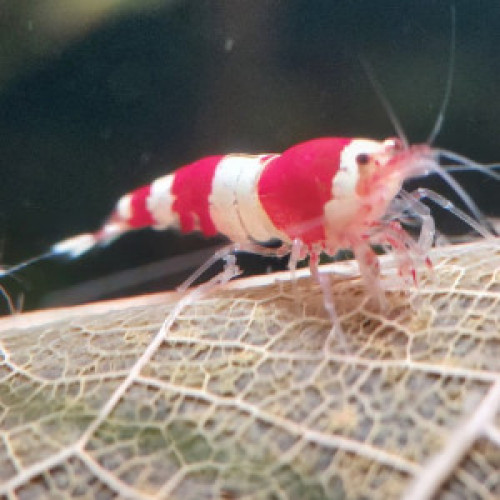 Caridina Crystal Red (CRS) lot de 12 (sur sol neutre et/ou sol technique)