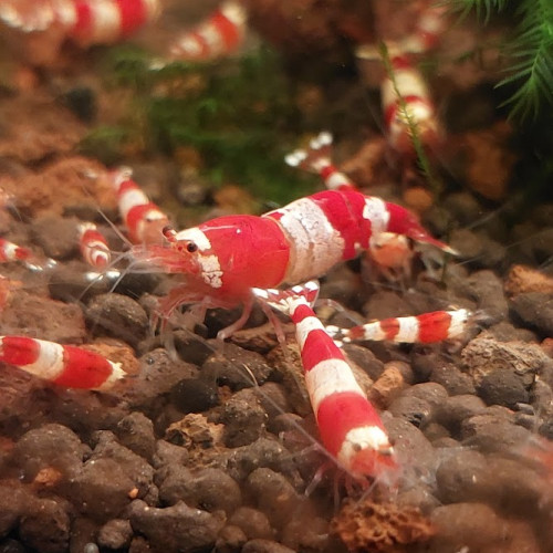 Caridina Crystal Red (CRS) lot de 12 (sur sol neutre et/ou sol technique)