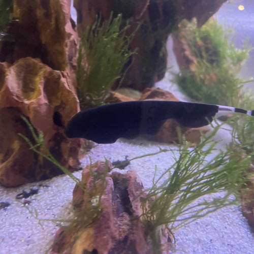 Apteronotus albifrons (Poisson couteau noir)