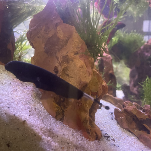 Apteronotus albifrons (Poisson couteau noir)