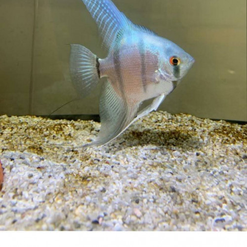 Scalaire blue diamond