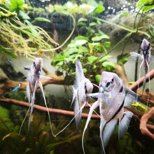 Scalaire blue diamond