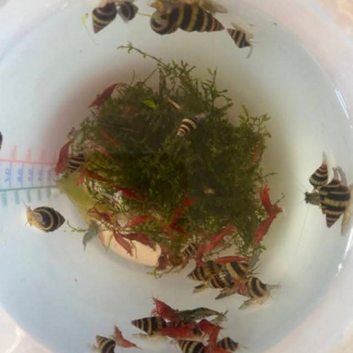 Scalaire blue diamond