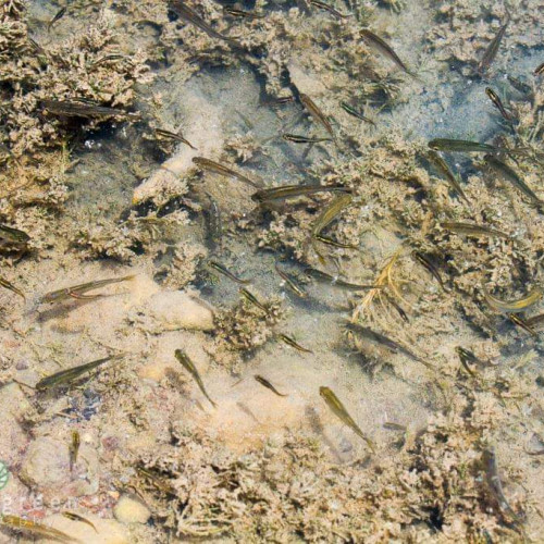 Poissons mangeur de larve de moustique