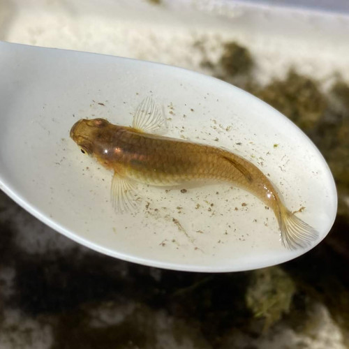 Poisson anti moustiques