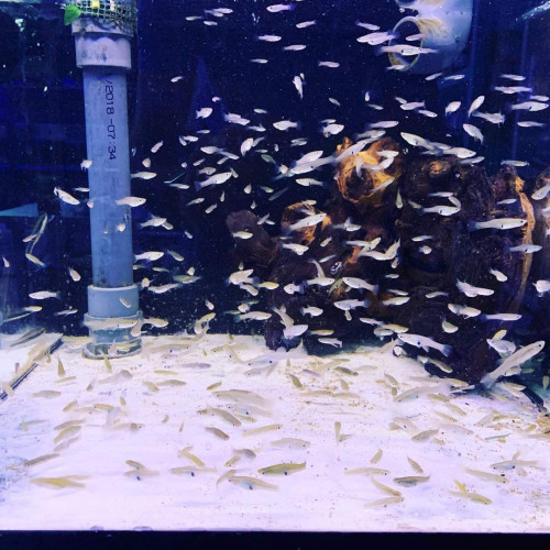 Poisson anti moustiques