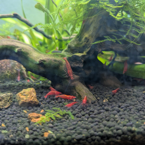 Crevettes red cherry