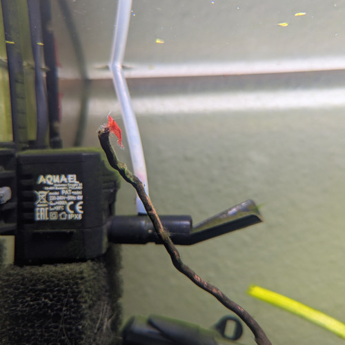 Crevettes red cherry